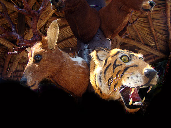 Madhya pradesh animals toys